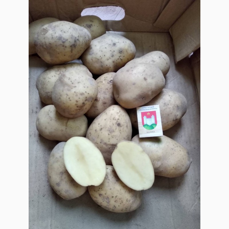 Фото 3. Продадим картофель