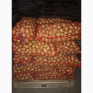 Продам продовольственный картофель, сорт Гала