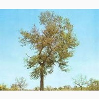 Танин MGM Ex 91, 5% натуральный экстракт из дерева Квебрахо (исп. Quebracho)