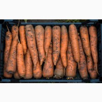 Ольшаны | Морковь оптом под ключ