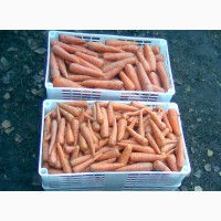 Ольшаны | Морковь оптом под ключ