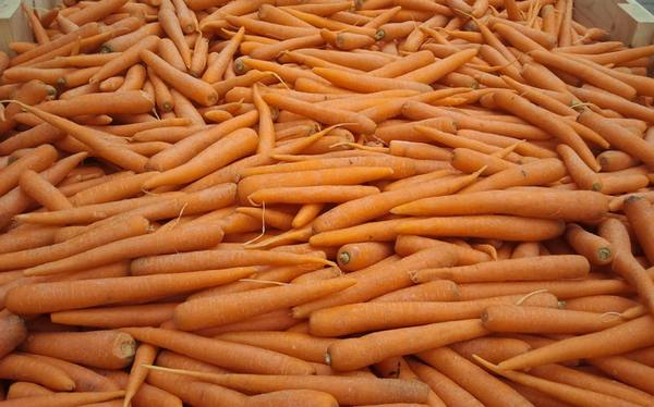 Фото 3. Ольшаны | Морковь оптом под ключ