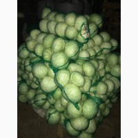 Реализуем капусту Белокочанную урожай 2017г