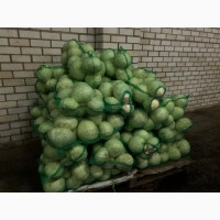 Реализуем капусту Белокочанную урожай 2017г