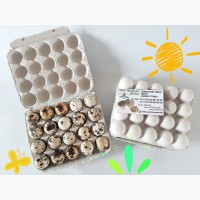 Продам инкубационное яйцо перепелов, порода Феникс, Техасец