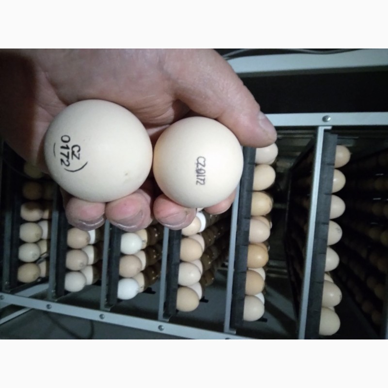 Фото 6. Яйцо инкубационное