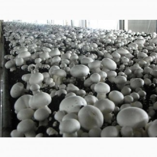 Продам грибы шампиньоны свежие