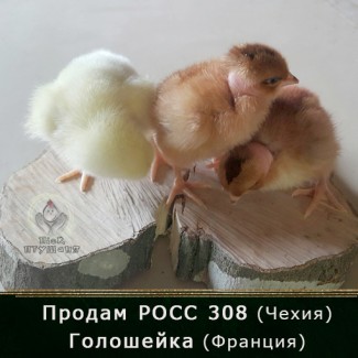 Продам цыплят бройлер РОСС 308 (Чехия) и Голошейка (Франция)