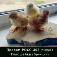 Продам цыплят бройлер РОСС 308 (Чехия) и Голошейка (Франция)
