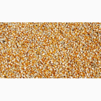 Закупаем кукурузу фуражную(сухую, сырую), пшеницу