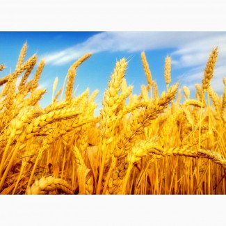 Пшеница продовольственная РФ