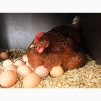 Домашние куриные яйца в Гомеле