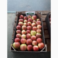 Продаем яблоки