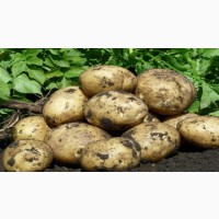 Продам продовольственный картофель ОПТОМ, сорт Коломбо