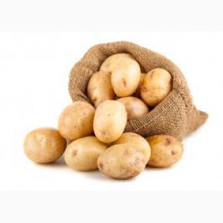Продам продовольственный картофель сорта бриз