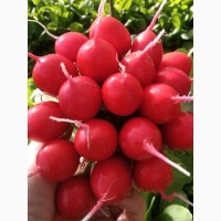 Продам редис красный сорт Селеста
