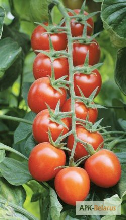 Продам рассаду томатов.Большой асортимент сортов
