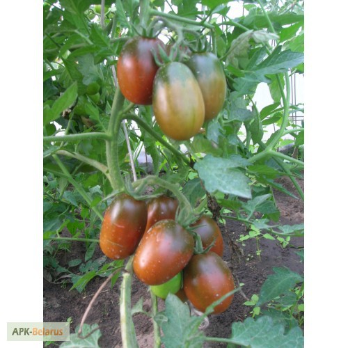 Фото 2. Продам рассаду томатов.Большой асортимент сортов
