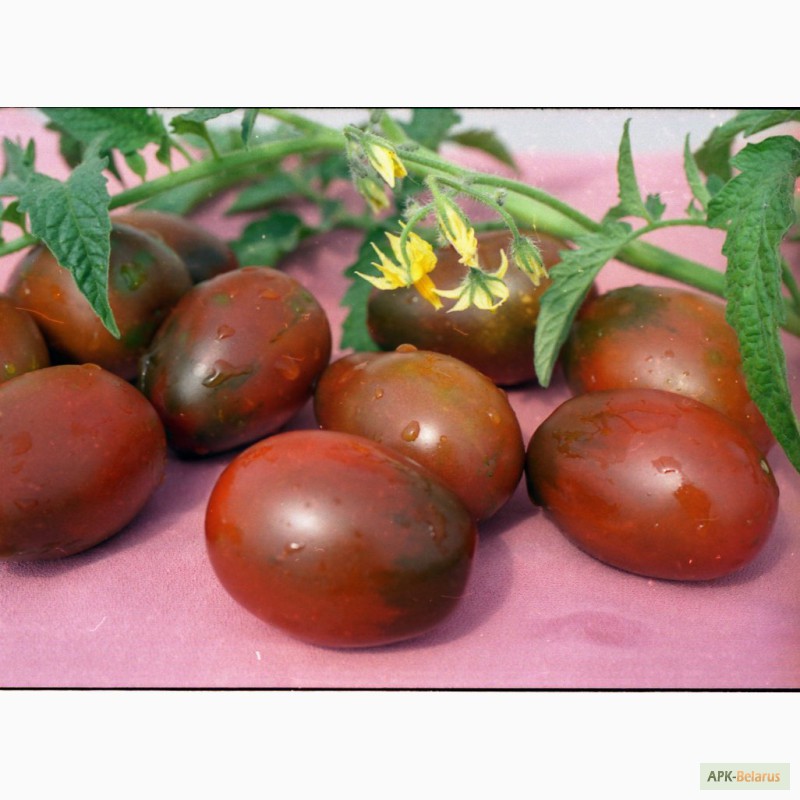 Фото 3. Продам рассаду томатов.Большой асортимент сортов