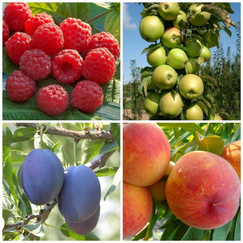 Фото 4. Саженцы плодово-ягодных культур в розницу и оптом из питомника