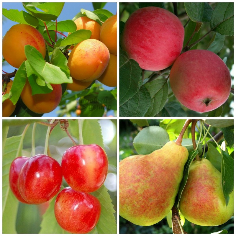 Фото 5. Саженцы плодово-ягодных культур в розницу и оптом из питомника