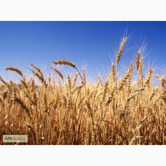 Продам семена яровых сортов пшеницы