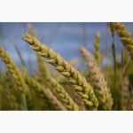 Продам семена яровых сортов пшеницы