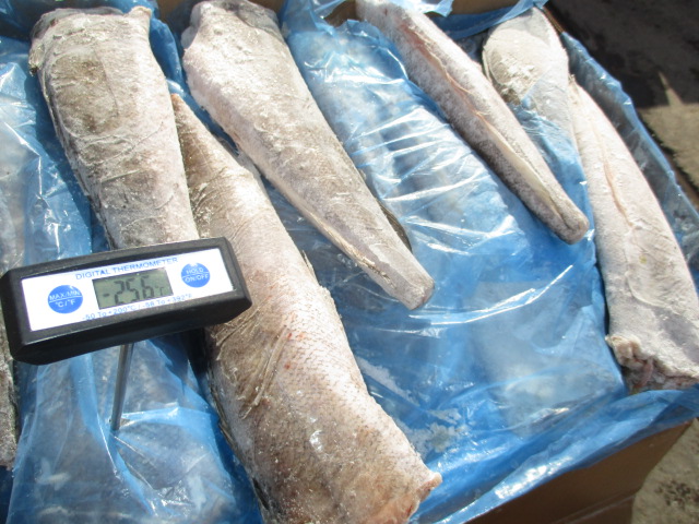 Фото 13. Предлагаем свежую рыбу, кальмары из Аргентины