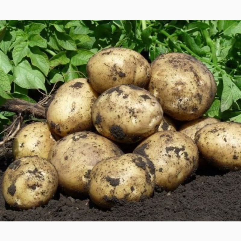 Картофель оптом от производителя — APK-Belarus