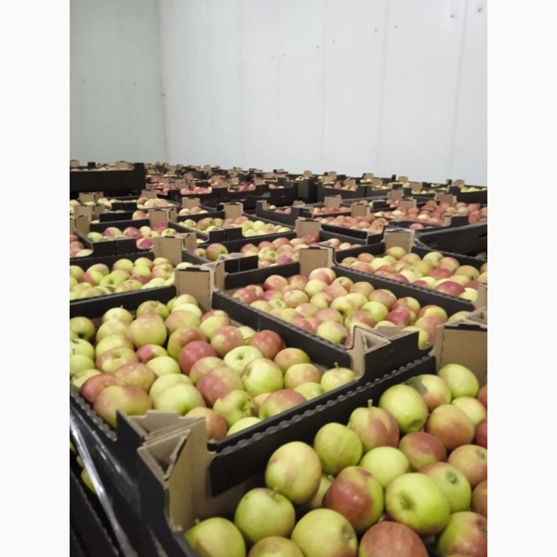 Фото 3. Продам яблоки из РБ