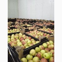 Продам яблоки из РБ