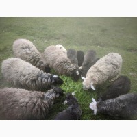 Овцы оптом недорого
