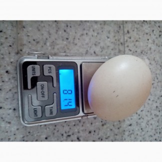 Инкубационное яйцо утки Черри - Велли