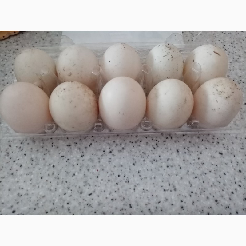 Фото 3. Инкубационное яйцо утки Черри - Велли