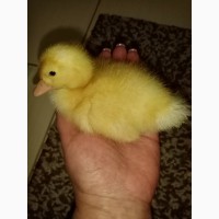 Инкубационное яйцо утки Черри - Велли