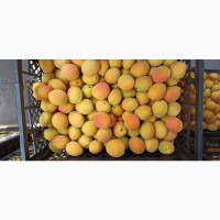 Продам абрикос из Турции опт