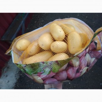 Продам картофель продовольственный, сорт Королева Анна