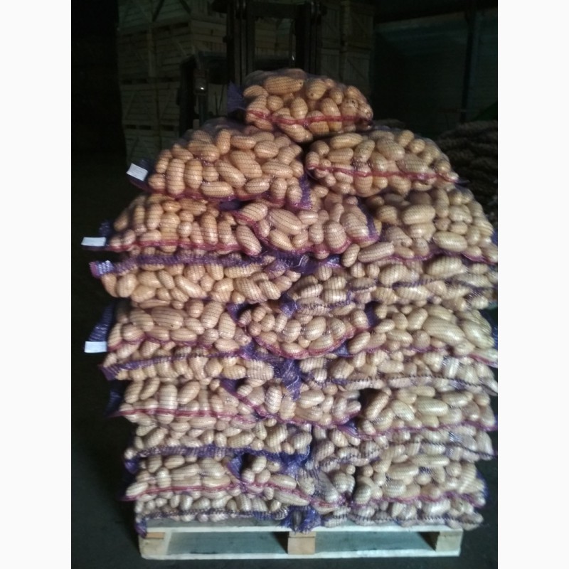 Фото 3. Продам картофель продовольственный, сорт Королева Анна