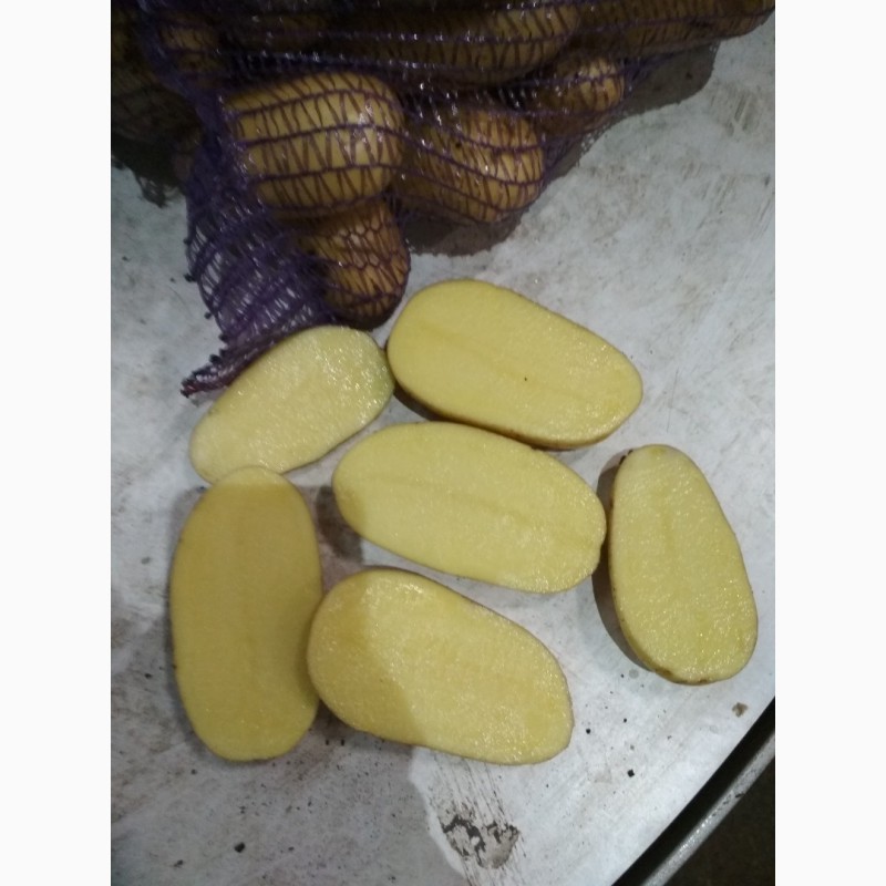 Сорт картошки королева анна фото и описание сорта