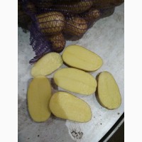 Продам картофель продовольственный, сорт Королева Анна