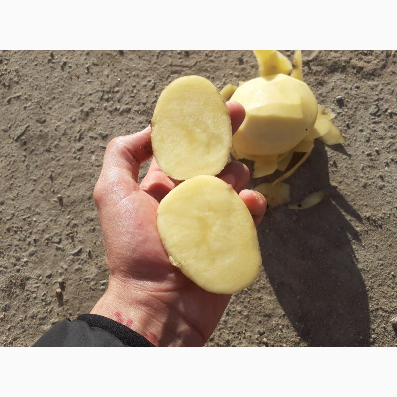 Фото 14. Картофель продавольственый от производителя из Беларуси