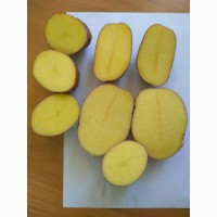 Картофель продавольственый от производителя из Беларуси