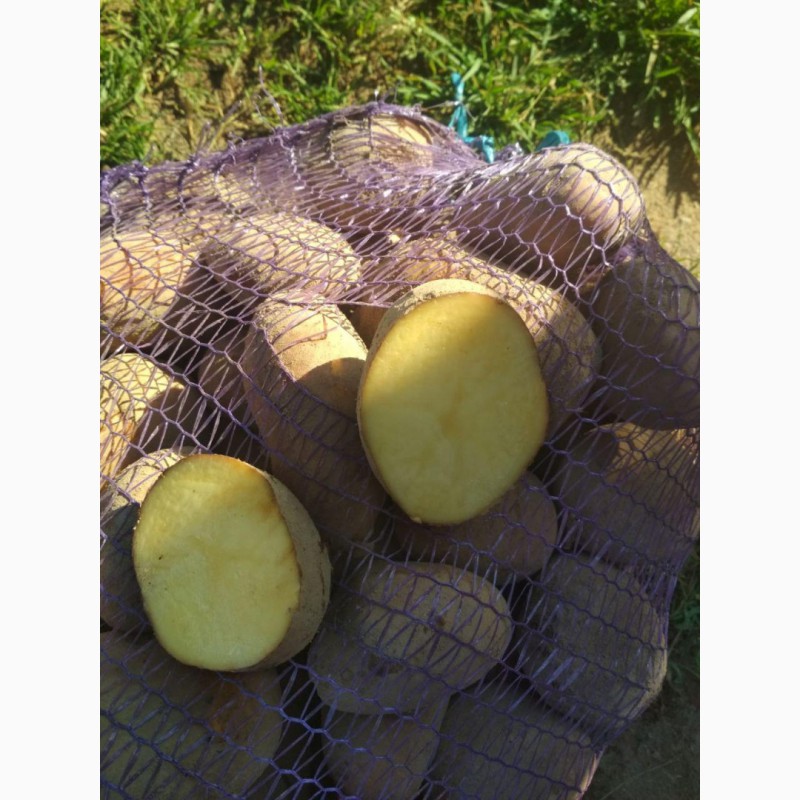 Фото 3. Картофель продавольственый от производителя из Беларуси