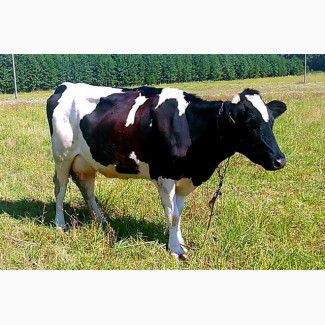 Продам корову (7лет) и теленка (3 месяца)