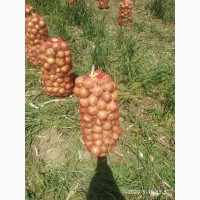 Продам лук репчатый, калибр 5+ Узбекистан