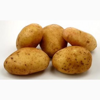 Продам картофель продовольственный сорт Бриз, Скарб