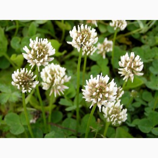 Клевер ползучий (белый) (Trifolium repens)