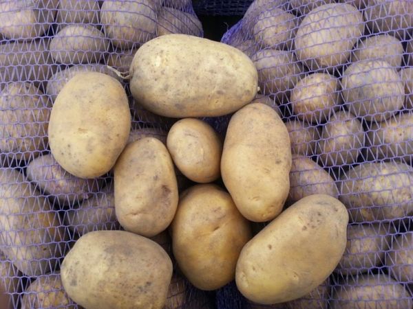 Фото 3. Крупный картофель оптом со склада