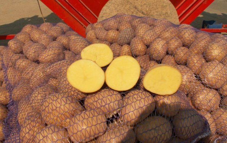 Фото 4. Крупный картофель оптом со склада