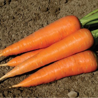 Мы прадаем гатункі морквы оптам lt; +4536992142